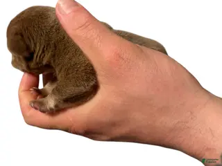 French Bulldog dogs for sale: Cappuccino - Ad 1