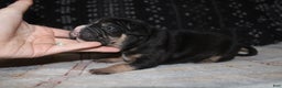 American Bully dogs for sale: Moose  - Ad 12