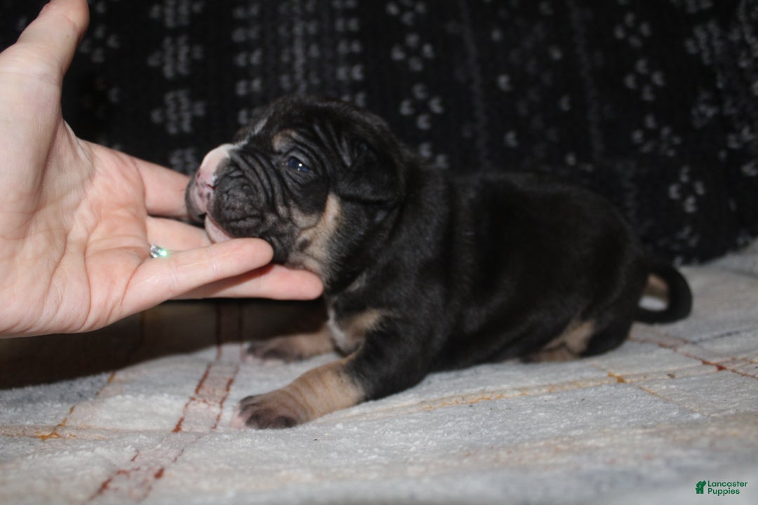 American Bully dogs for sale: Moose  - Ad 12