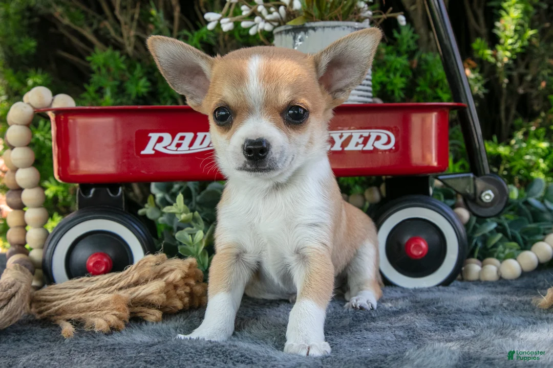Chihuahua dogs for sale: Pablo - Ad 2