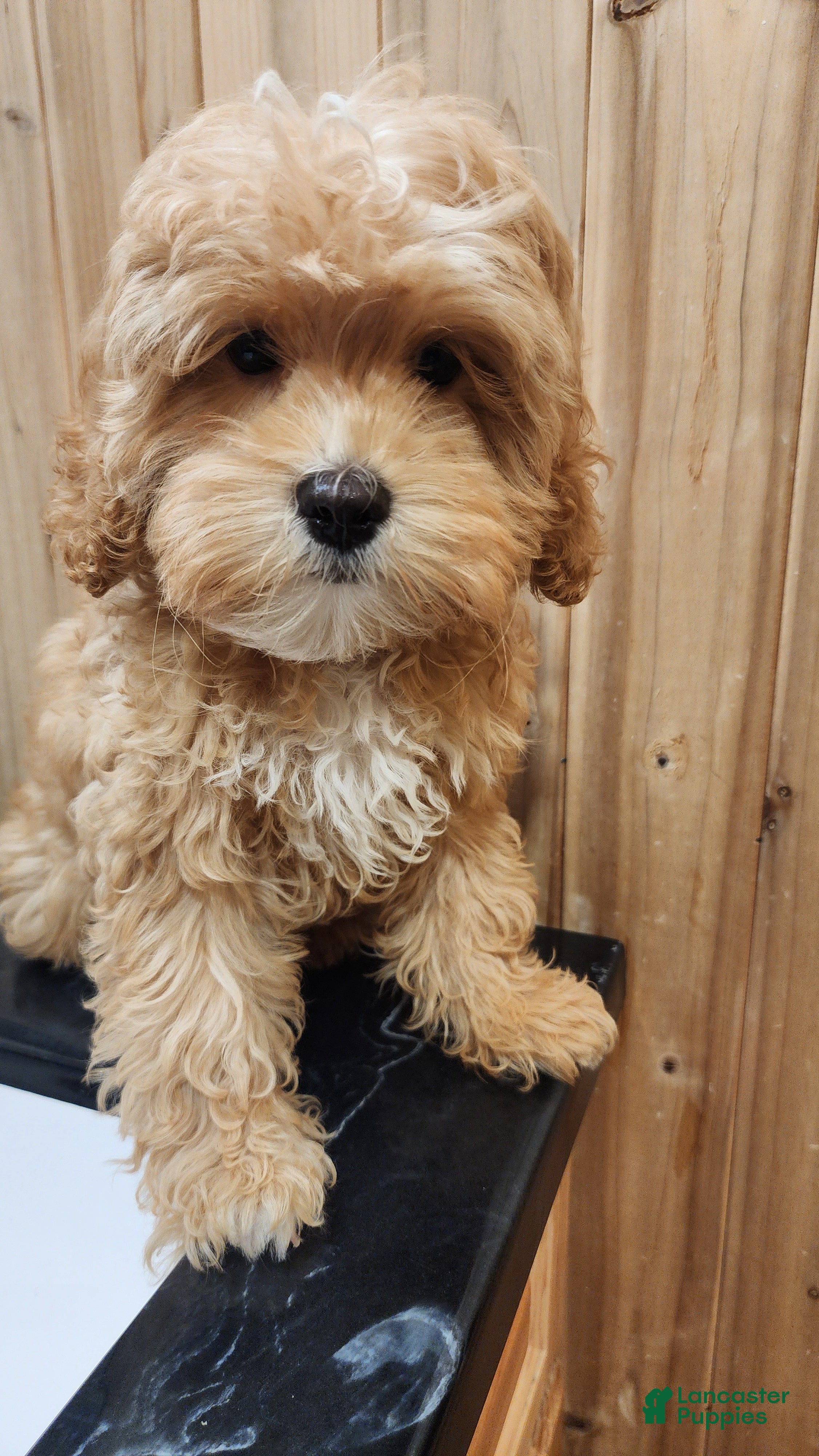 Cavapoo dogs for sale: Snorey - Ad 18