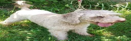 Miniature Labradoodle dogs for sale: Tia - Ad 1