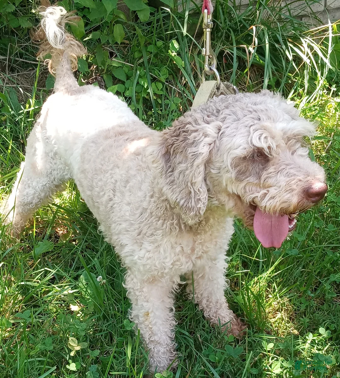Miniature Labradoodle dogs for sale: Tia - Ad 1