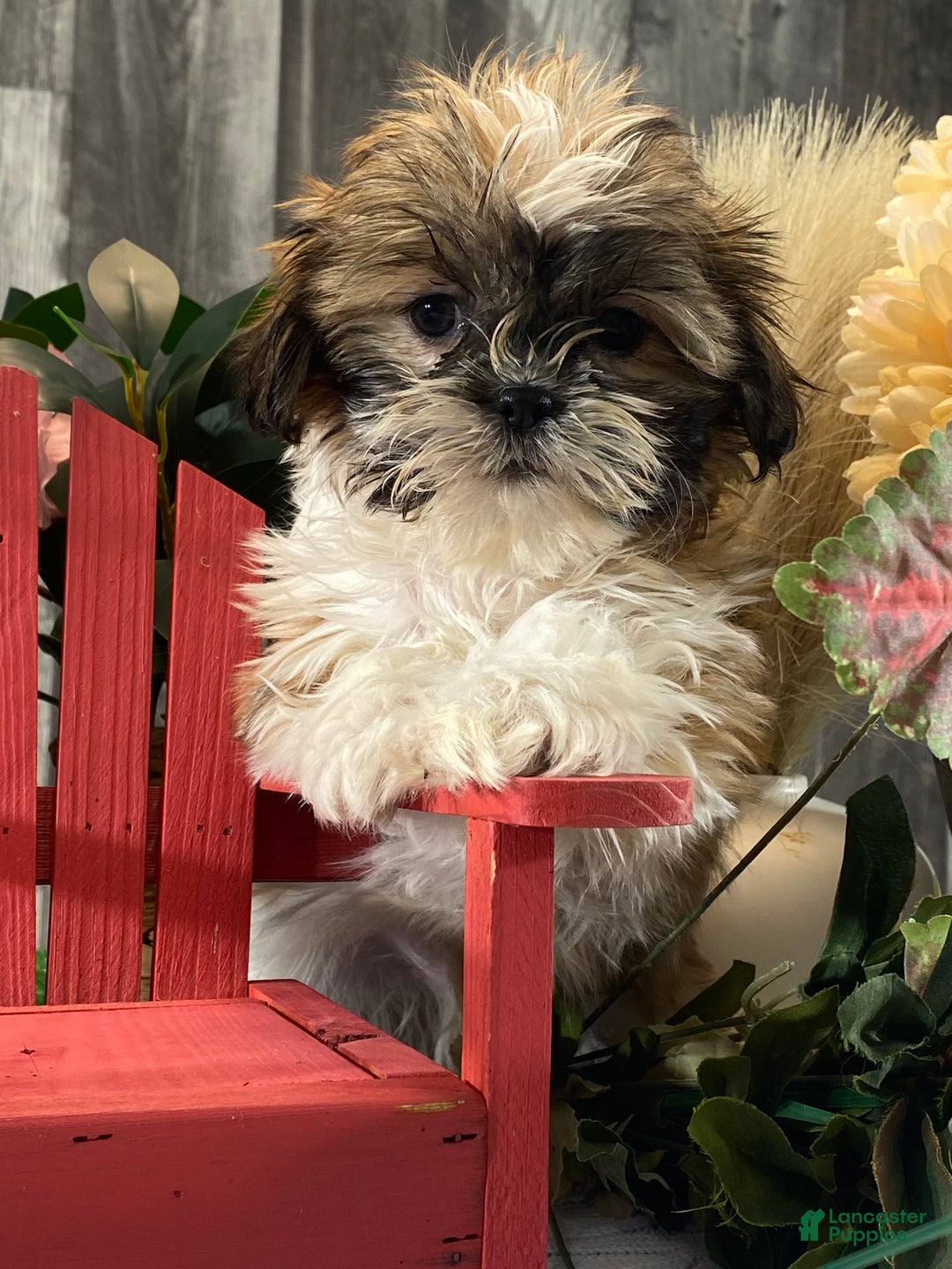 Shih Tzu dogs for sale: Saint - Ad 3