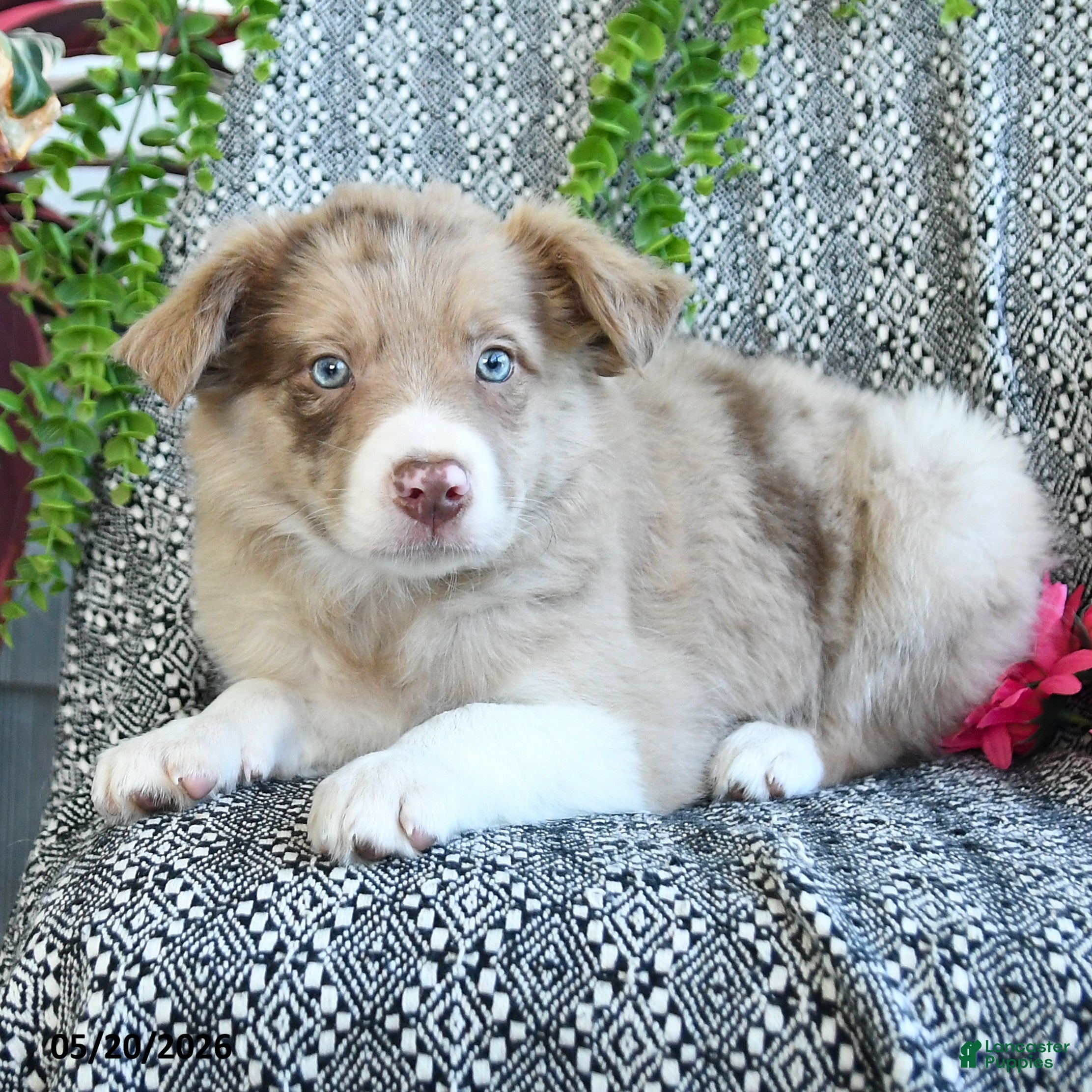Border Collie dogs Reva - Ad 2