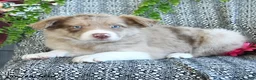 Border Collie dogs for sale: Reva - Ad 2