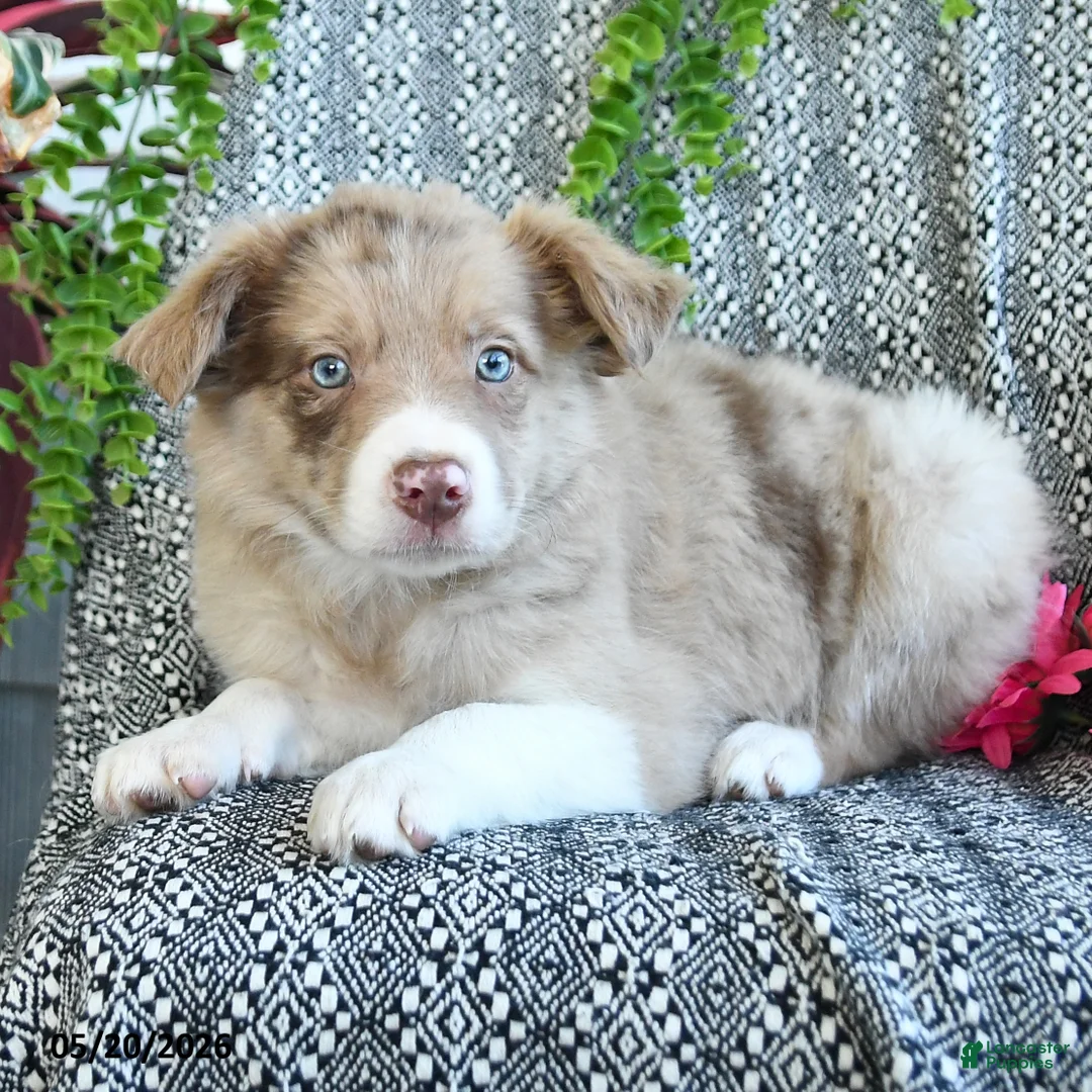 Border Collie dogs for sale: Reva - Ad 2