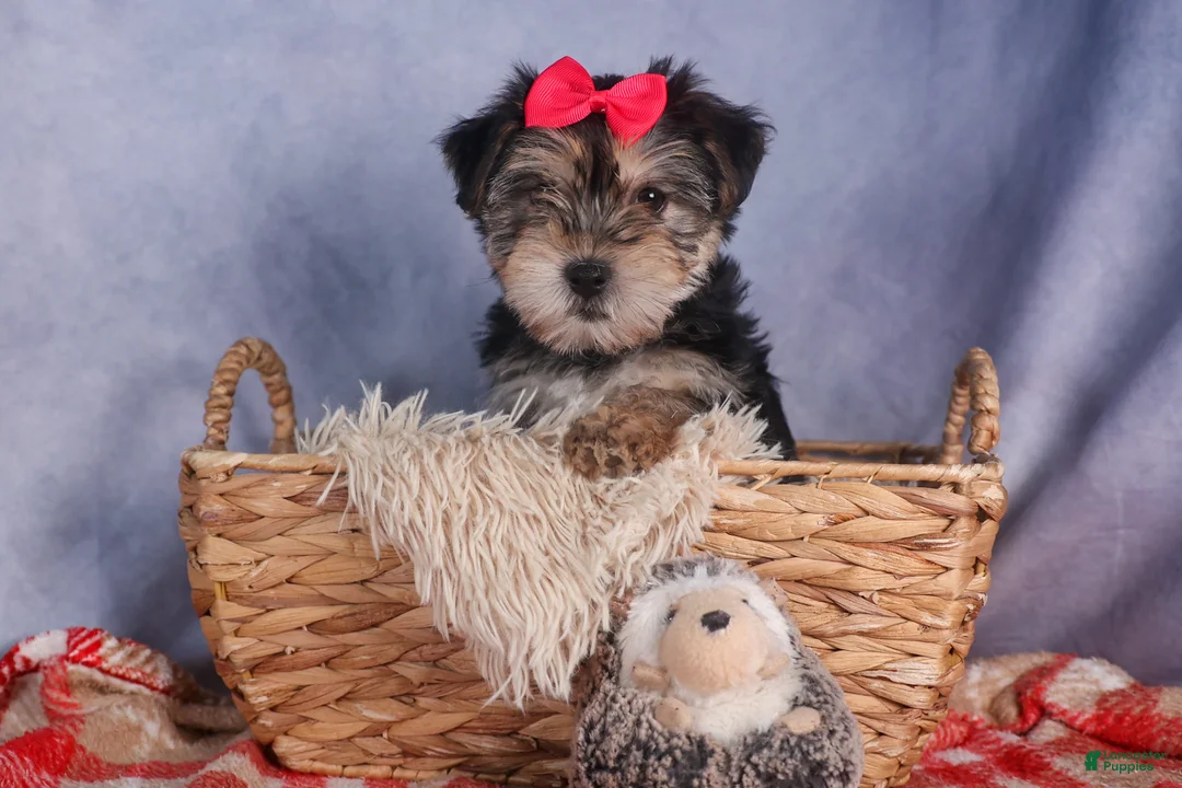 Morkie dogs for sale: Nova - Ad 5