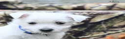 West Highland Terrier dogs for sale: Alex - Ad 4