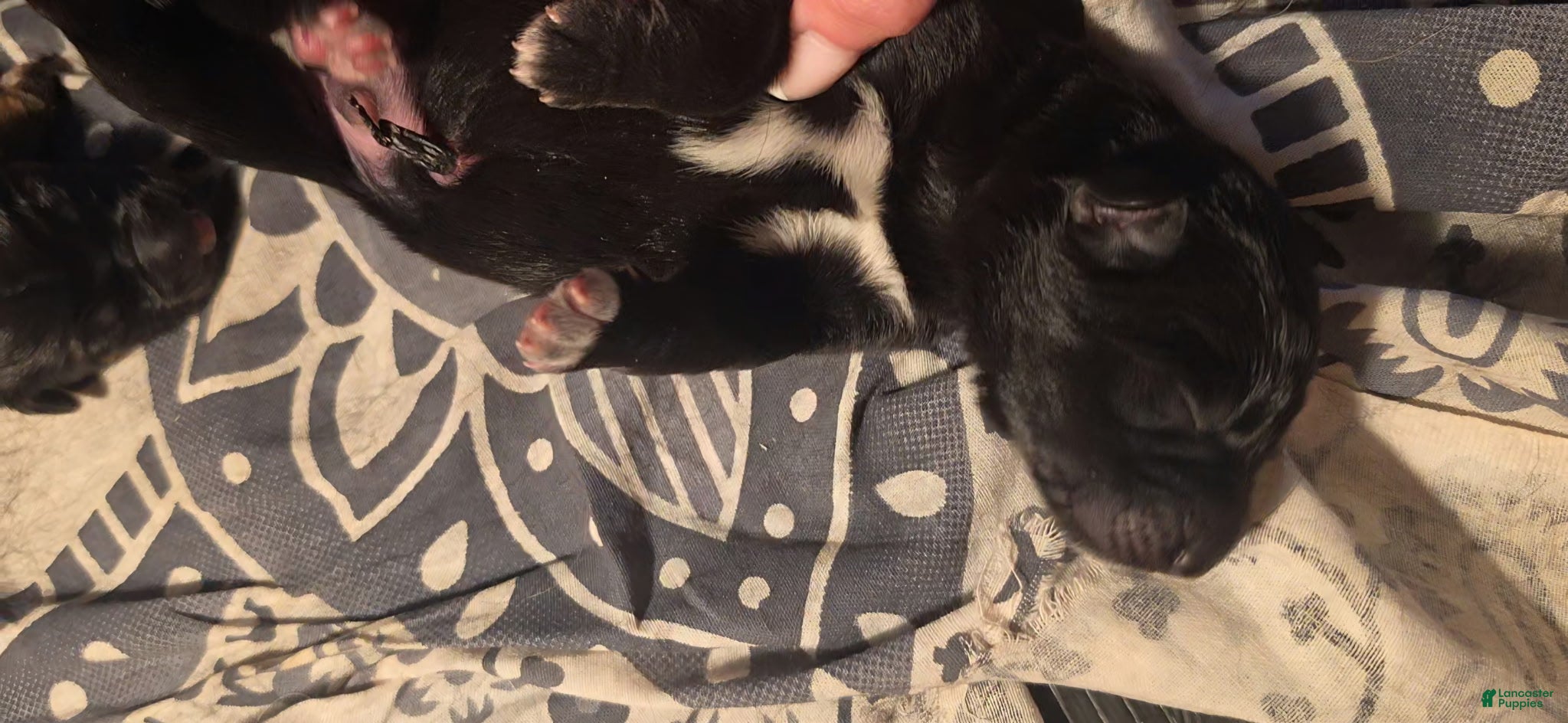 German Shepherd dogs Sigi - Pink Collar  - Ad 2