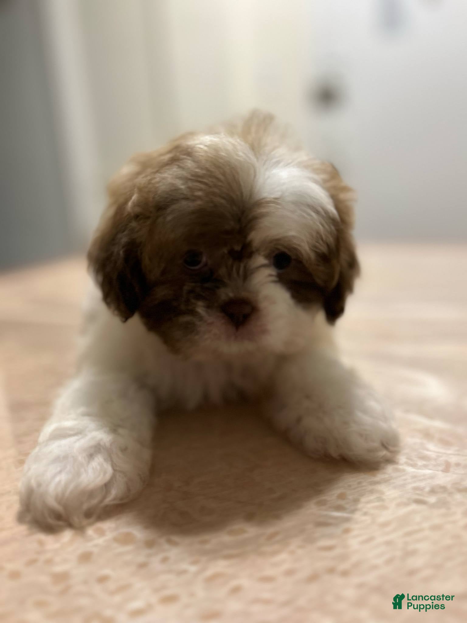 Shih Tzu dogs Blake - Ad 34