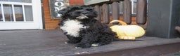 Portuguese Water Dog dogs for sale: Cody - Ad 19