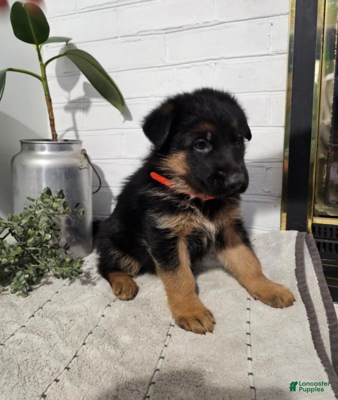 German Shepherd dogs Romeo - Ad 1