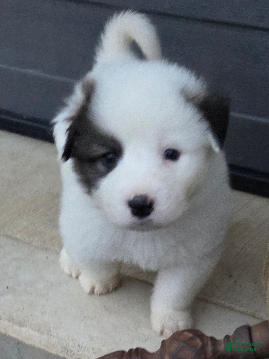 Great Pyrenees dogs for sale: Max - Ad 15