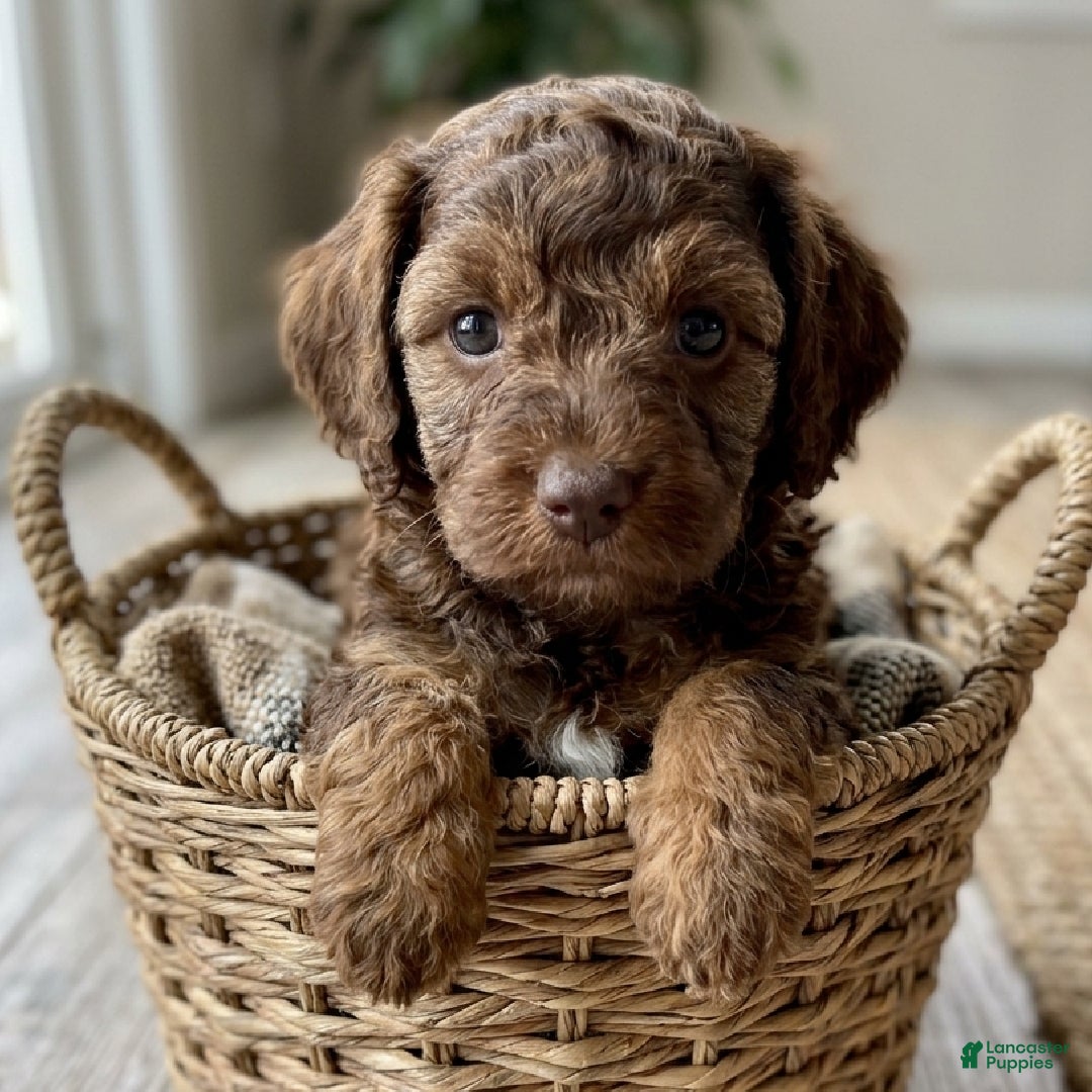 Cockapoo dogs Daisy - Ad 1