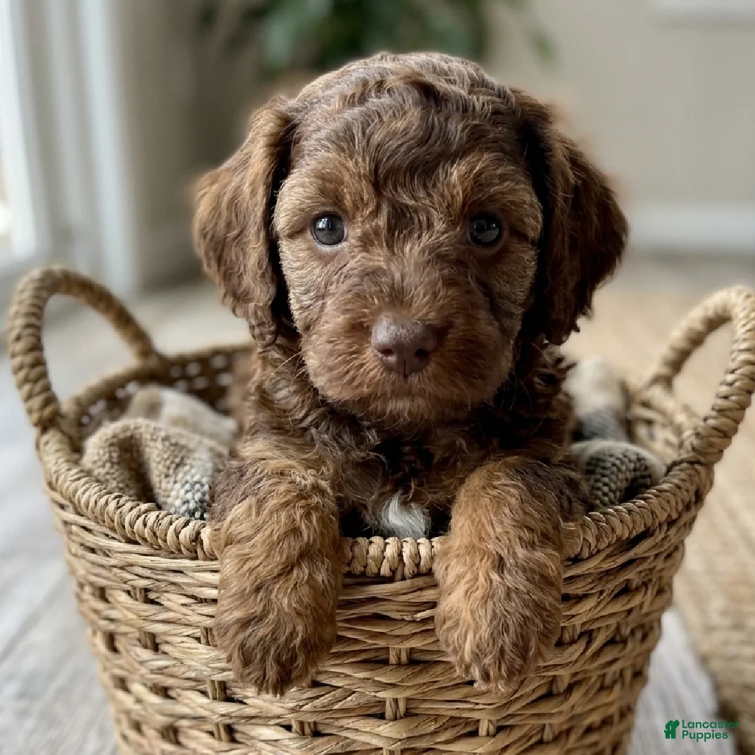 Cockapoo dogs for sale: Daisy - Ad 1