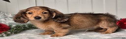 Miniature Dachshund dogs for sale: Shane - Ad 9