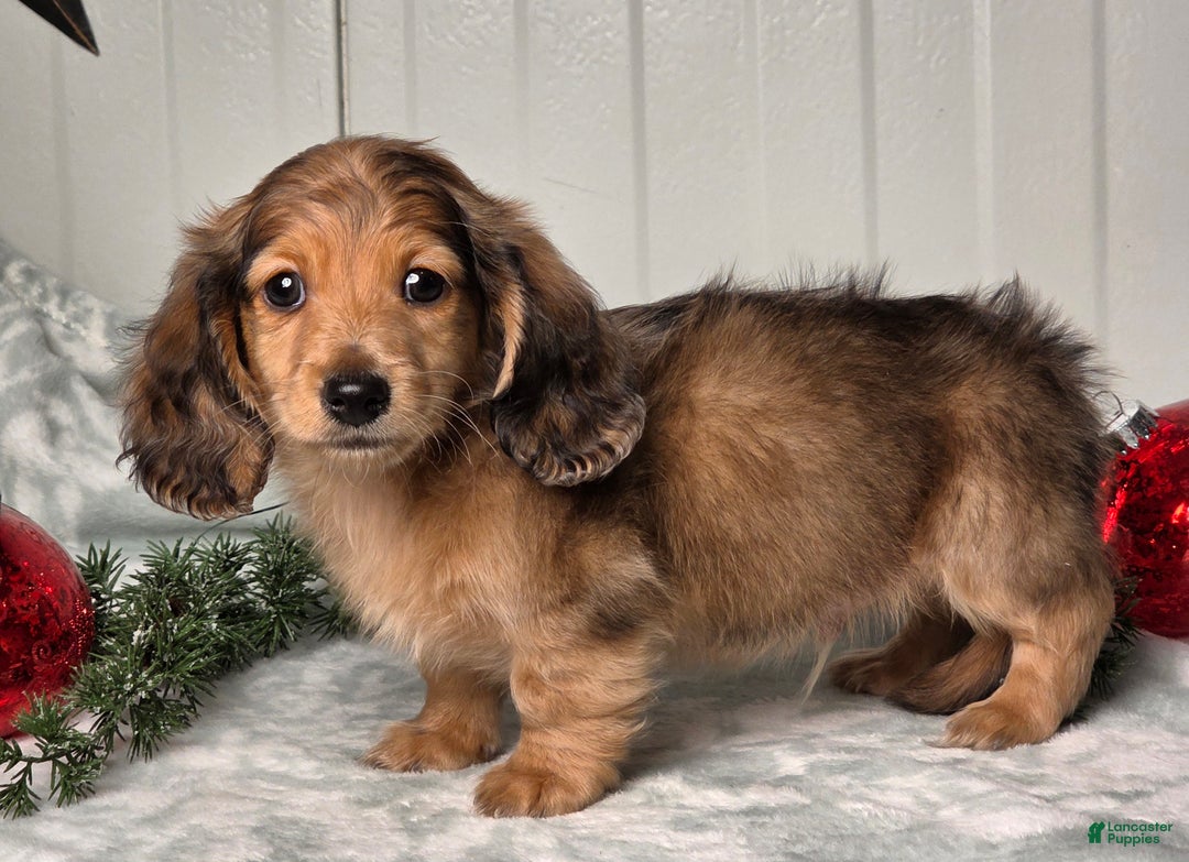 Miniature Dachshund dogs for sale: Shane - Ad 9
