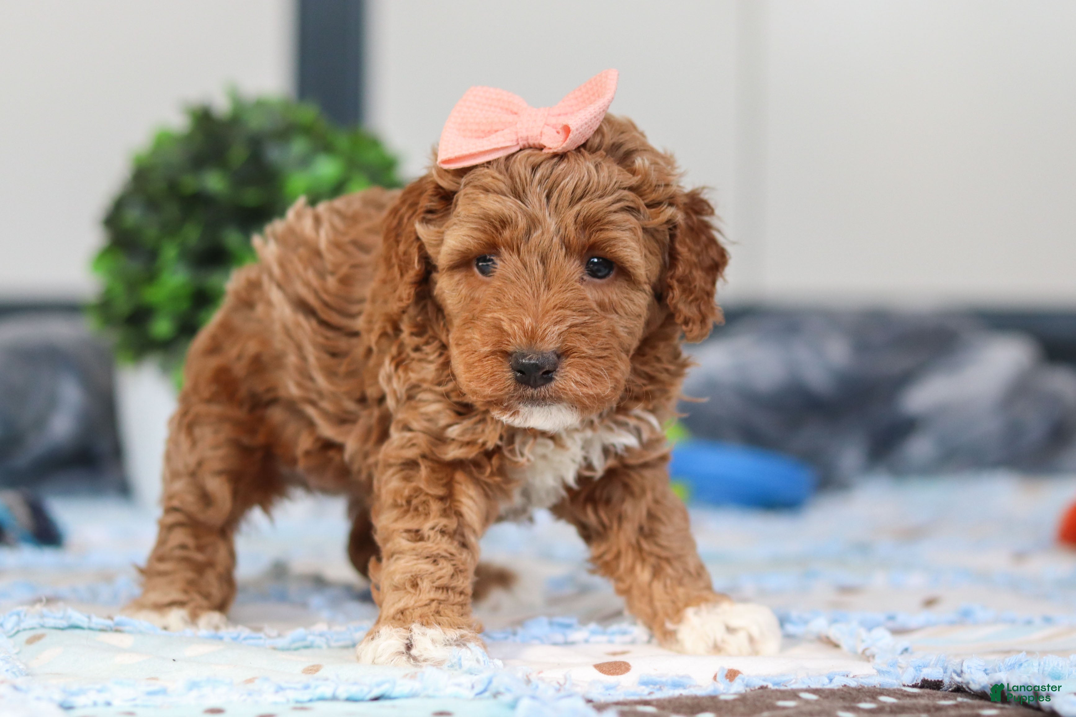 Mini Goldendoodle dogs Nellie - Ad 2