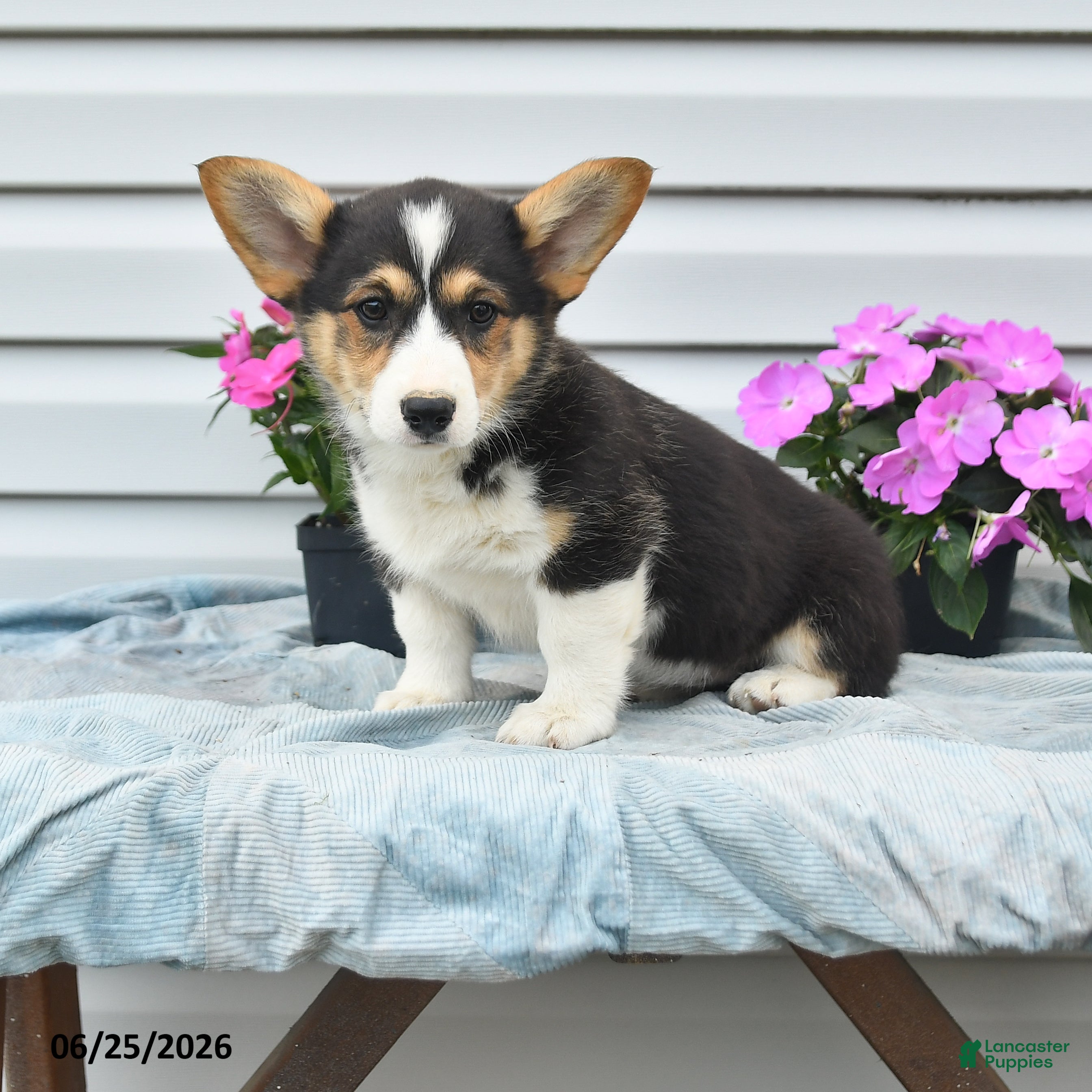 Welsh Corgi Pembroke dogs Diamond - Ad 2