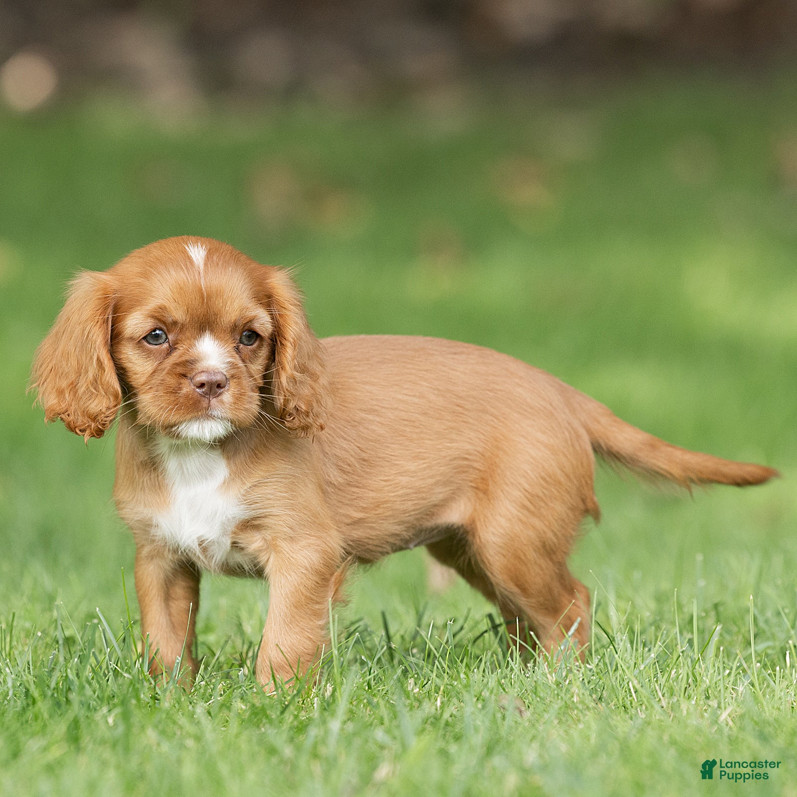 Cavalier King Charles Spaniel dogs Bubbles Cavalier King Charles Spaniel  - Ad 2