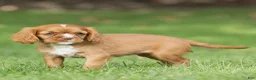 Cavalier King Charles Spaniel dogs for sale: Bubbles Cavalier King Charles Spaniel  - Ad 2