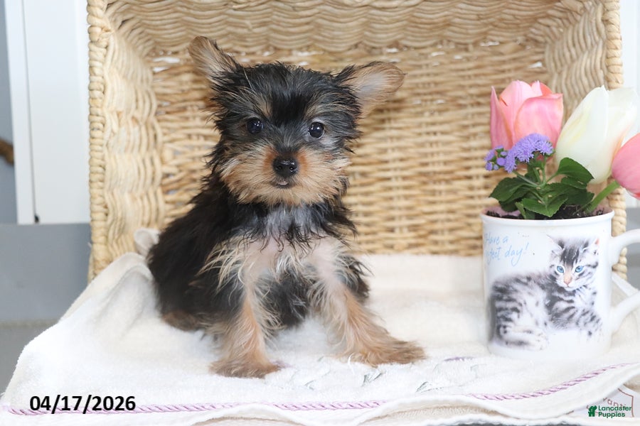 Yorkshire Terrier dogs Callie TEACUP - Ad 1