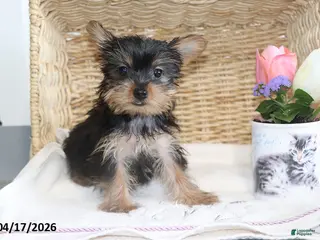 Yorkshire Terrier dogs for sale: Callie TEACUP - Ad 1