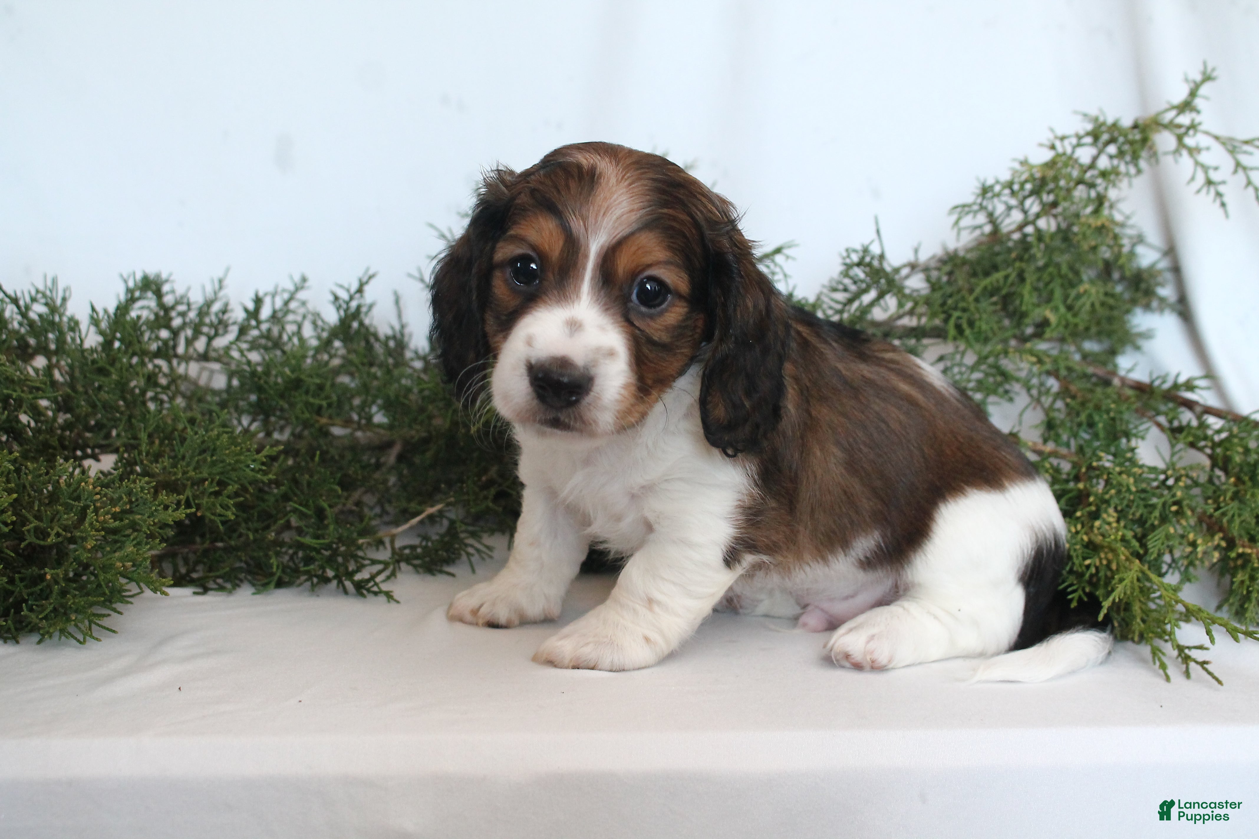 Dachshund dogs Valentine - Ad 41