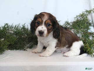 Dachshund dogs Valentine - Ad 42