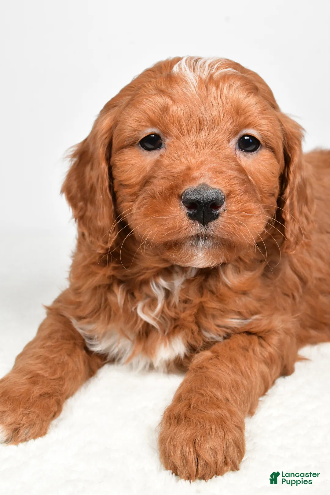 Mini Goldendoodle dogs for sale: Blake - Ad 5