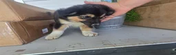 Border Collie dogs for sale: Rusty - Ad 5