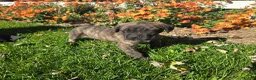 English Mastiff dogs for sale: Dill❤️AKC ready to go home today  - Ad 4