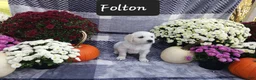 Golden Retriever dogs for sale: Folton  - Ad 4