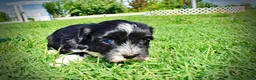 Havapoo dogs for sale: Havapoo Puppy 3 - Ad 12