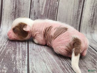 Mixed Breed dogs Miss Kitty - Ad 21