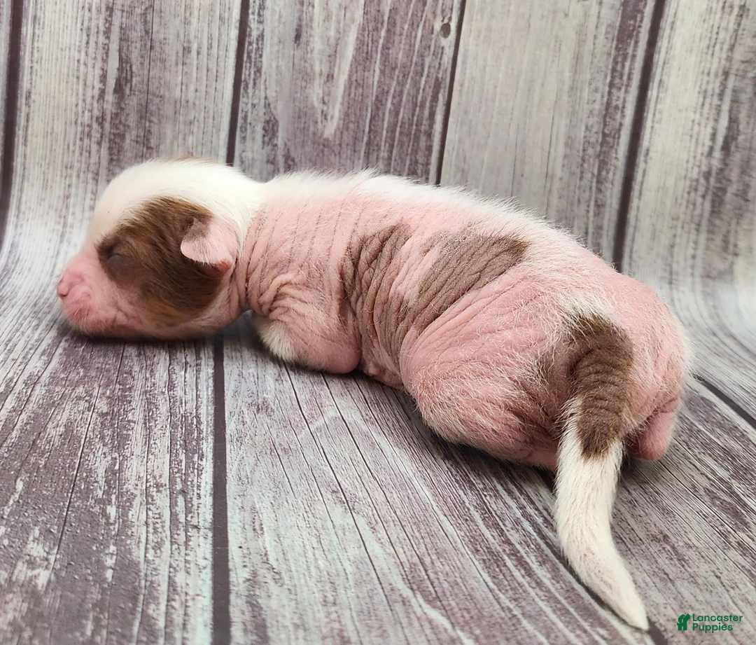 Mixed Breed dogs for sale: Miss Kitty - Ad 1