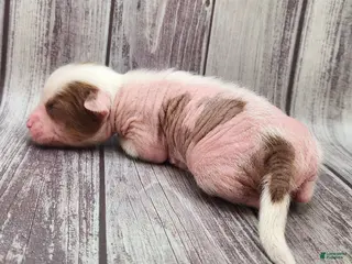 Mixed Breed dogs Miss Kitty - Ad 5