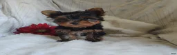Yorkshire Terrier dogs for sale: Candy girl - Ad 12