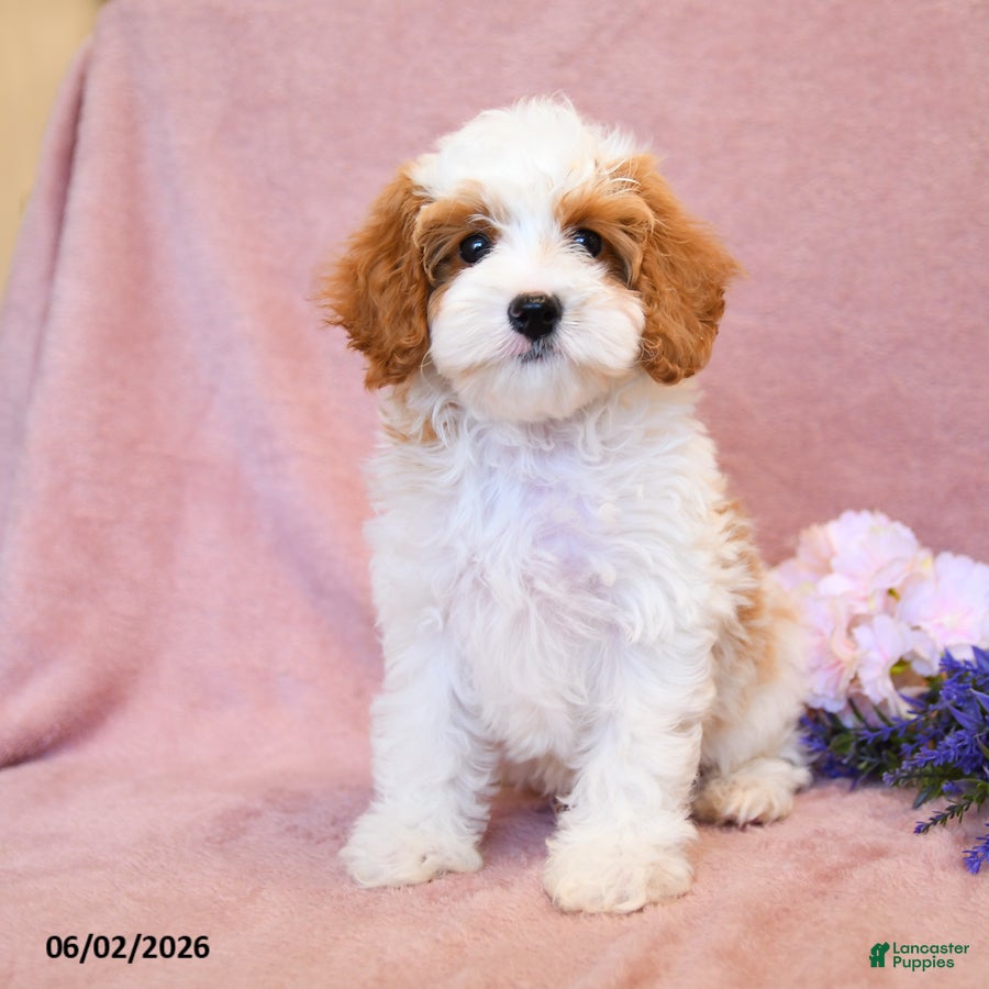 Cavapoo dogs Marshmallow - Ad 2