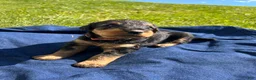 Airedale Terrier dogs for sale: Pink female - Ad 5