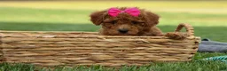 Miniature Poodle dogs for sale: Zuzu - Ad 19