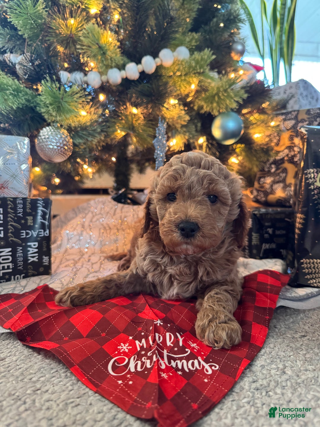 Mini Goldendoodle dogs for sale: Mini Goldendoodle Puppy 4 - Ad 1