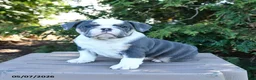 Olde English Bulldogge dogs for sale: Pebbles - Ad 2