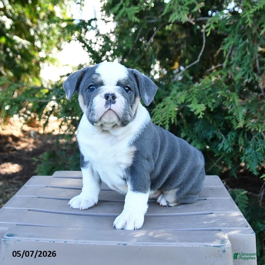 Olde English Bulldogge dogs for sale: Pebbles - Ad 2