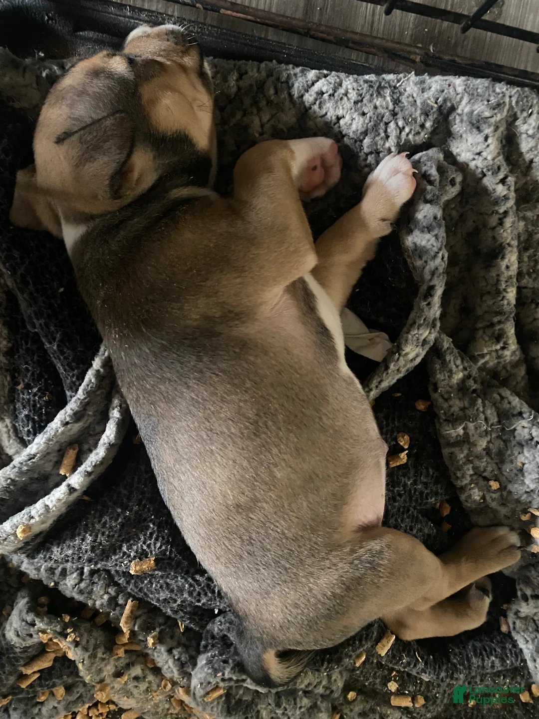 American Bully dogs for sale: American Bully 6 - Ad 2