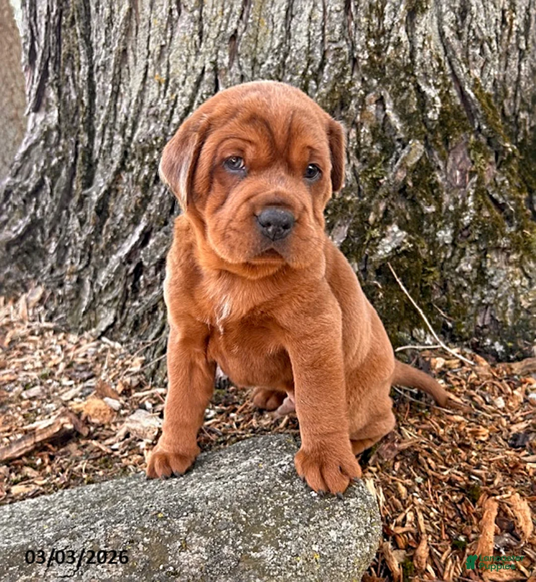 Mini Hippo dogs for sale: Hagen - Ad 3