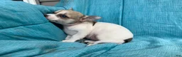 Chihuahua dogs for sale: Theodore - Ad 3