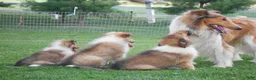 Collie dogs for sale: Bo-peep - Ad 4
