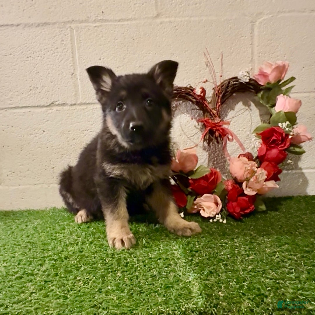 German Shepherd dogs for sale: SUPA - Ad 7